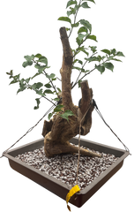 Bougainvillea - Pre-bonsai specimen (red) BO-108-P