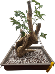 Bougainvillea - Pre-bonsai specimen (red) BO-108-P