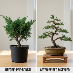 TreeScape - Custom Bonsai Design Visualization