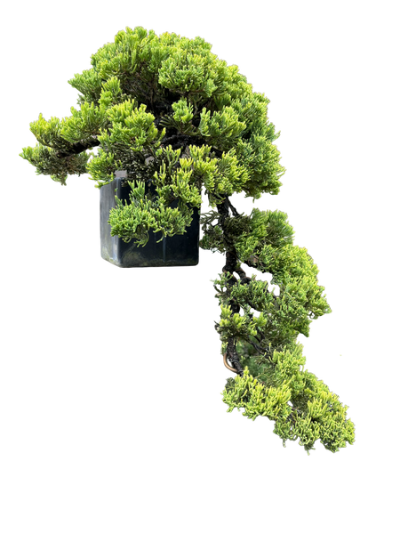 cascading juniper bonsai tree Cascade Juniper #B1021 – Artisan's Bonsai