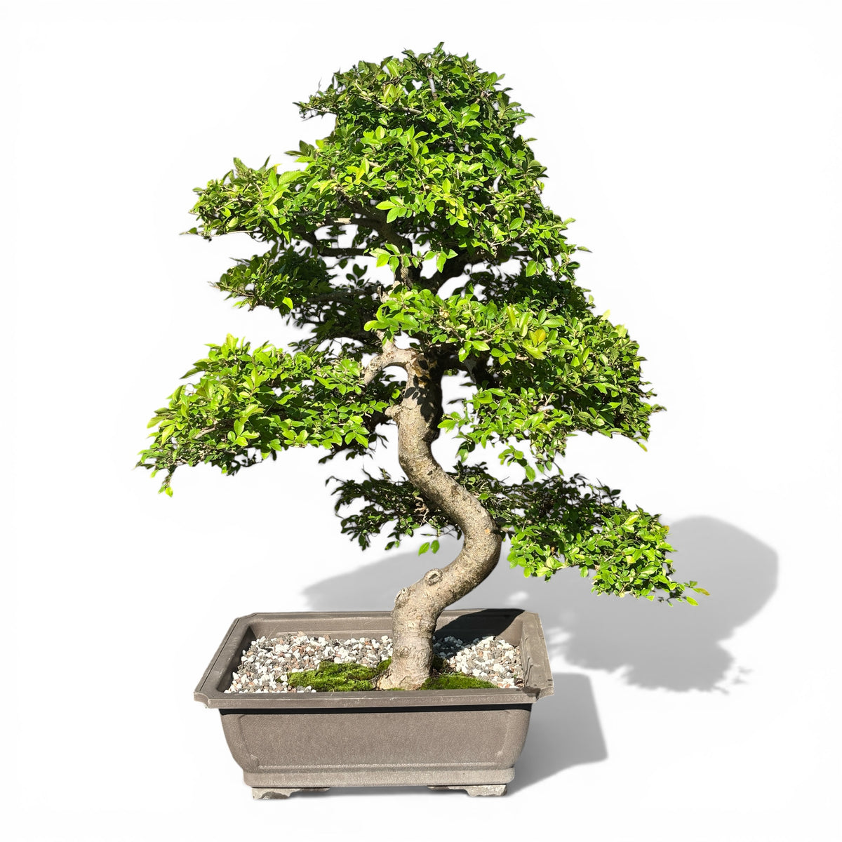 Chinese Elm - Specimen 962470