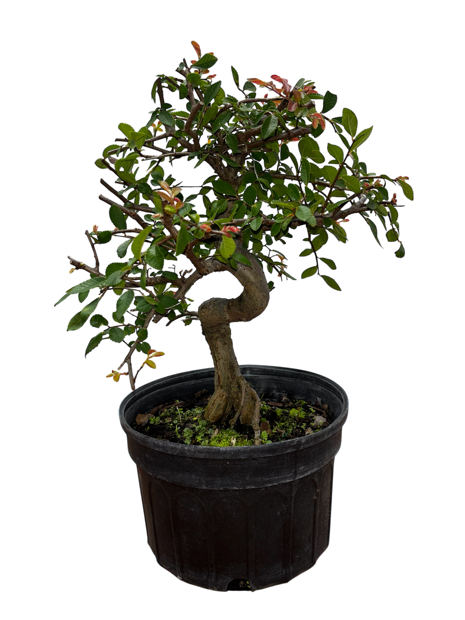 chinese elm bonsai tree for sale Chinese Elm