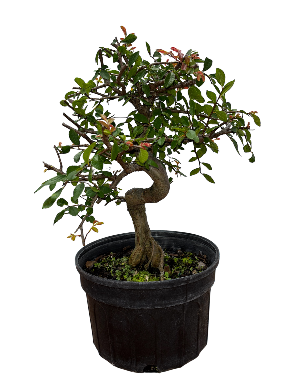 Chinese Elm - Pre-bonsai