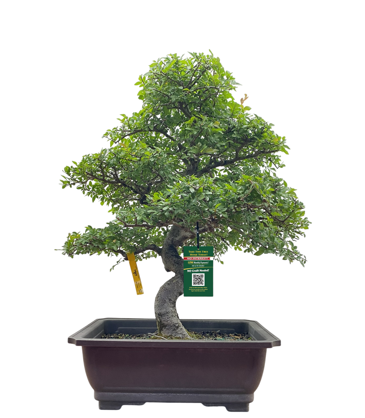 Chinese Elm - Specimen 964470