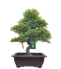 Chinese Elm - Specimen 964470