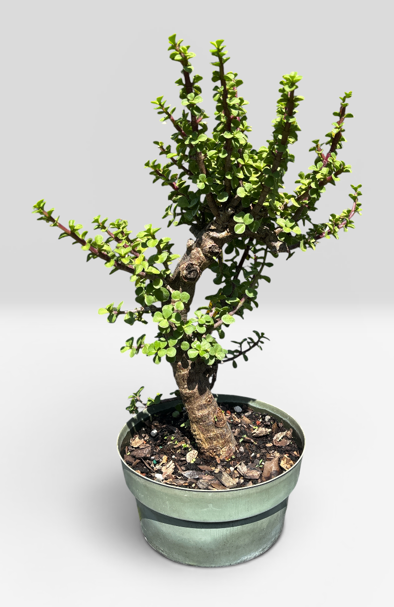 Dwarf Jade - Pre-Bonsai