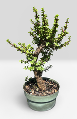 Dwarf Jade - Pre-Bonsai