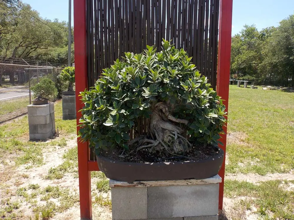 artisansbonsai