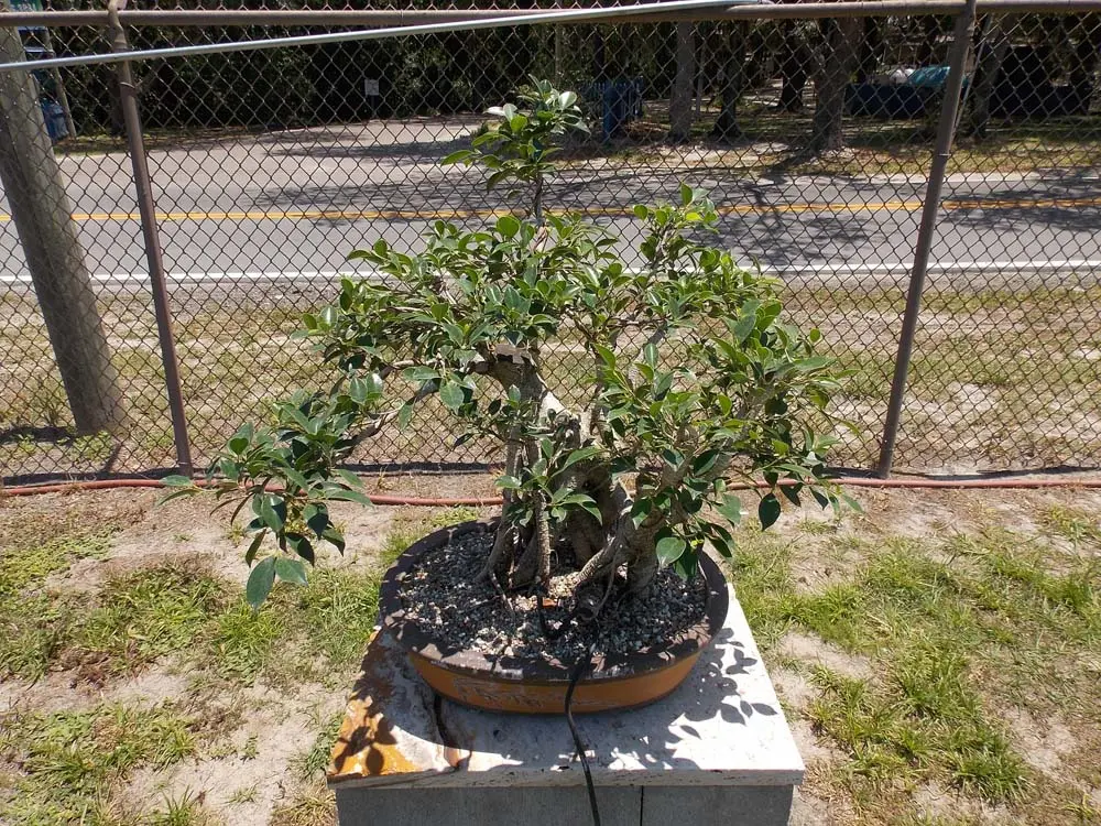 artisansbonsai