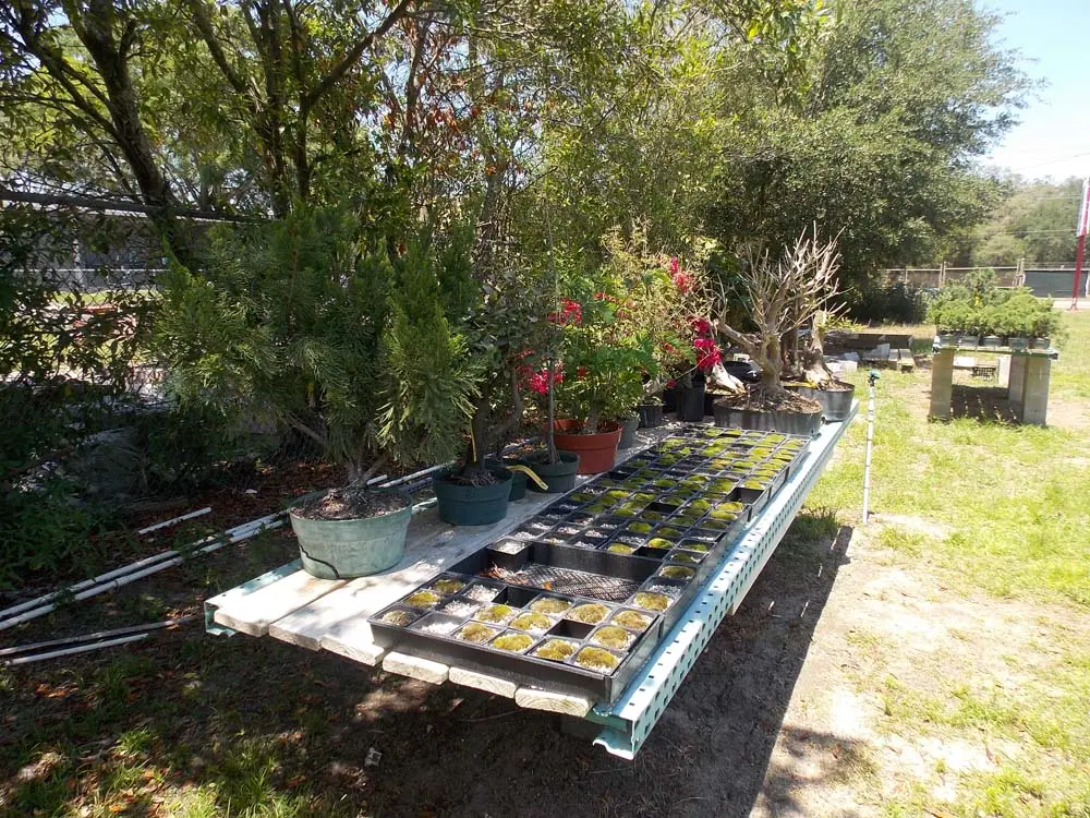 artisansbonsai