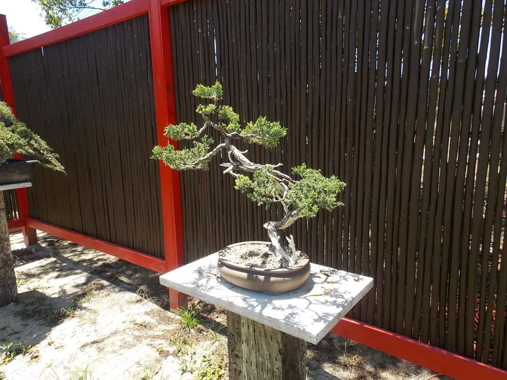 artisansbonsai