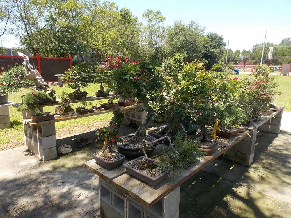 artisansbonsai
