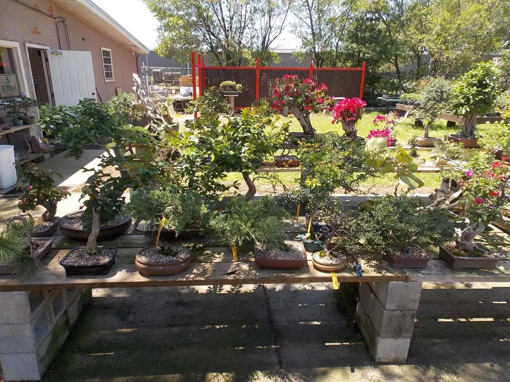 artisansbonsai