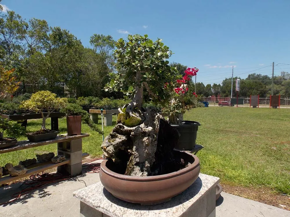 artisansbonsai