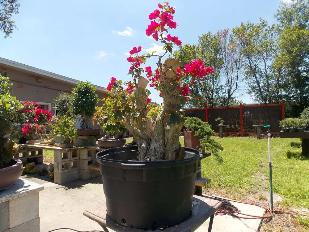 artisansbonsai
