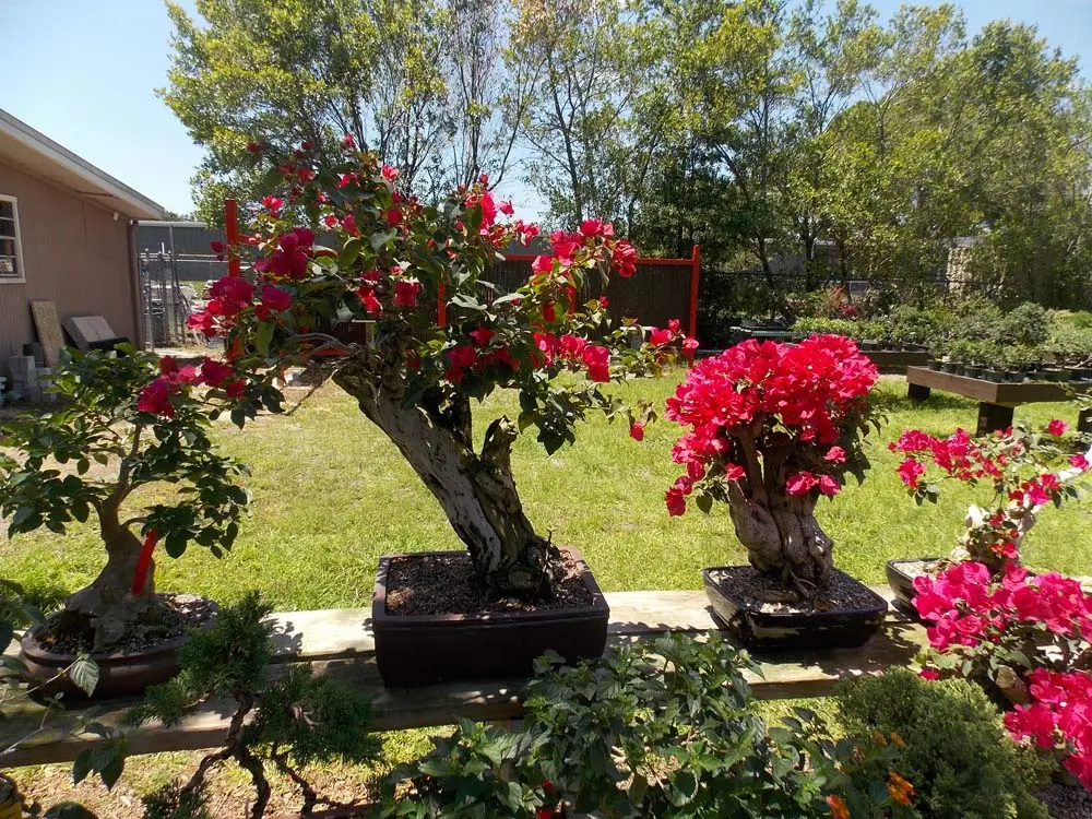 artisansbonsai