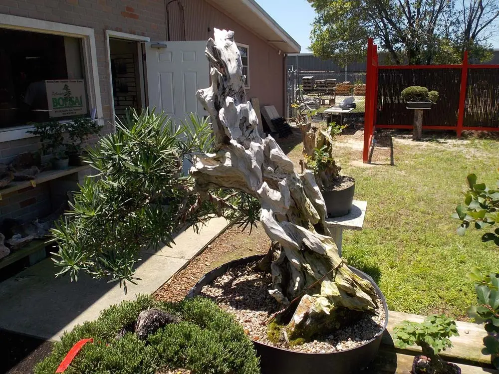 artisansbonsai