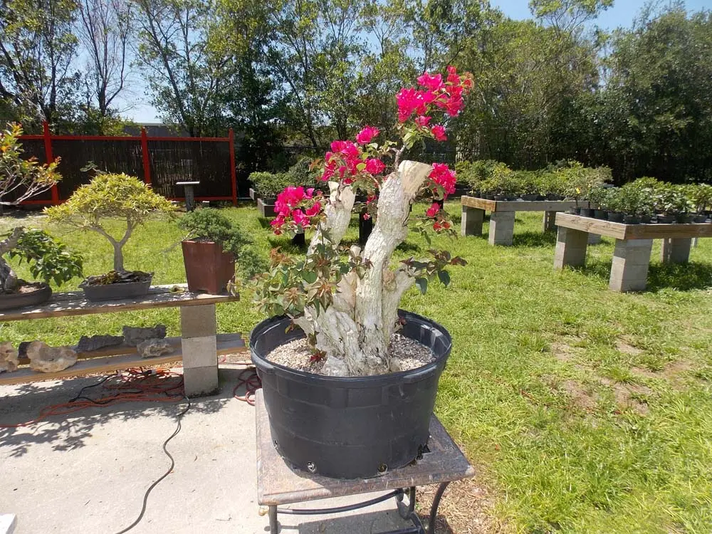 artisansbonsai