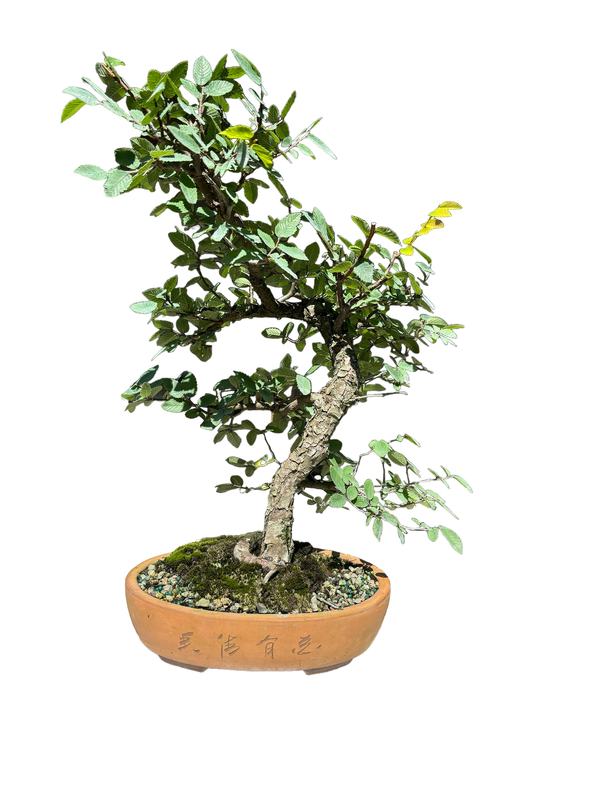 american elm tree bonsai American Elm Tree #B1015