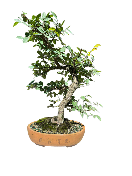 Elm_tree_grande.png?v=1721412541