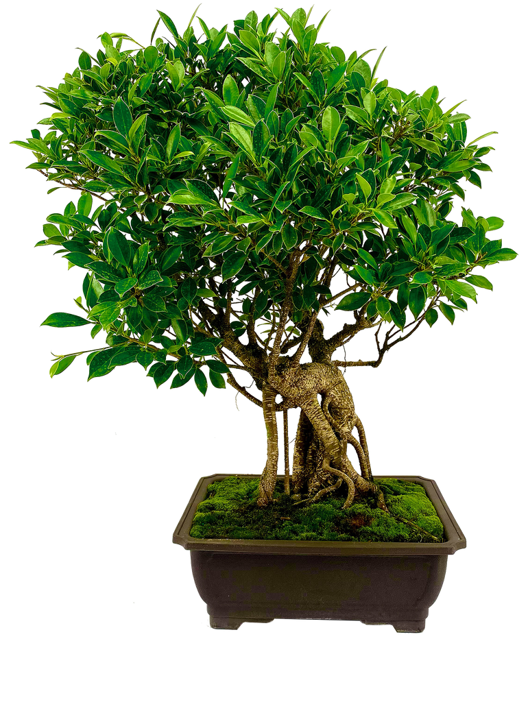 Ficus Retusa (Specimen) #115 – Artisan's Bonsai