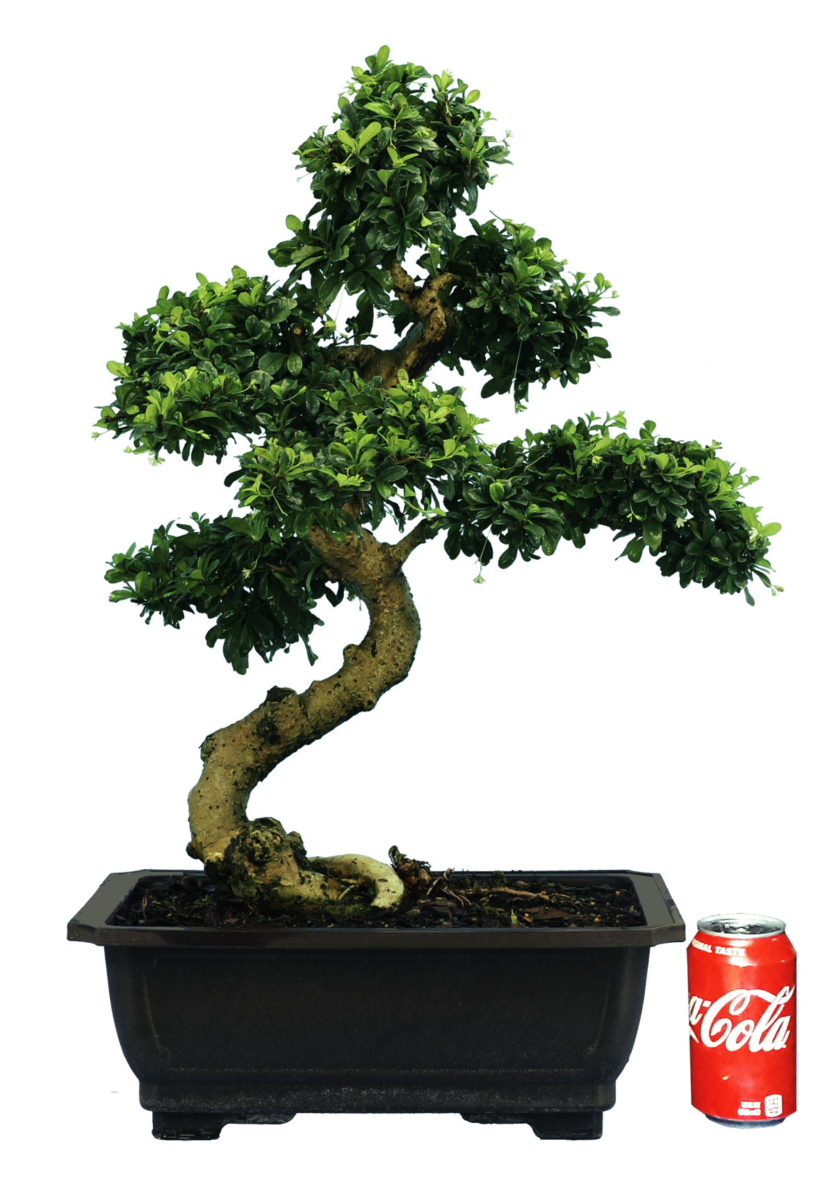 Fukien Tea (Specimen) #126