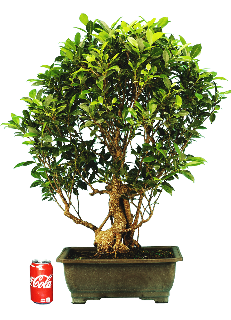 Ficus - Pre-bonsai (Specimen) #121 – Artisan's Bonsai