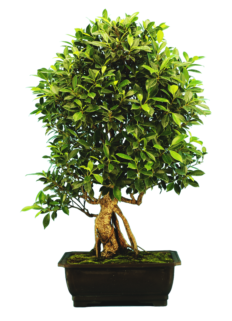 Ficus - Pre-bonsai (Specimen) #122 – Artisan's Bonsai