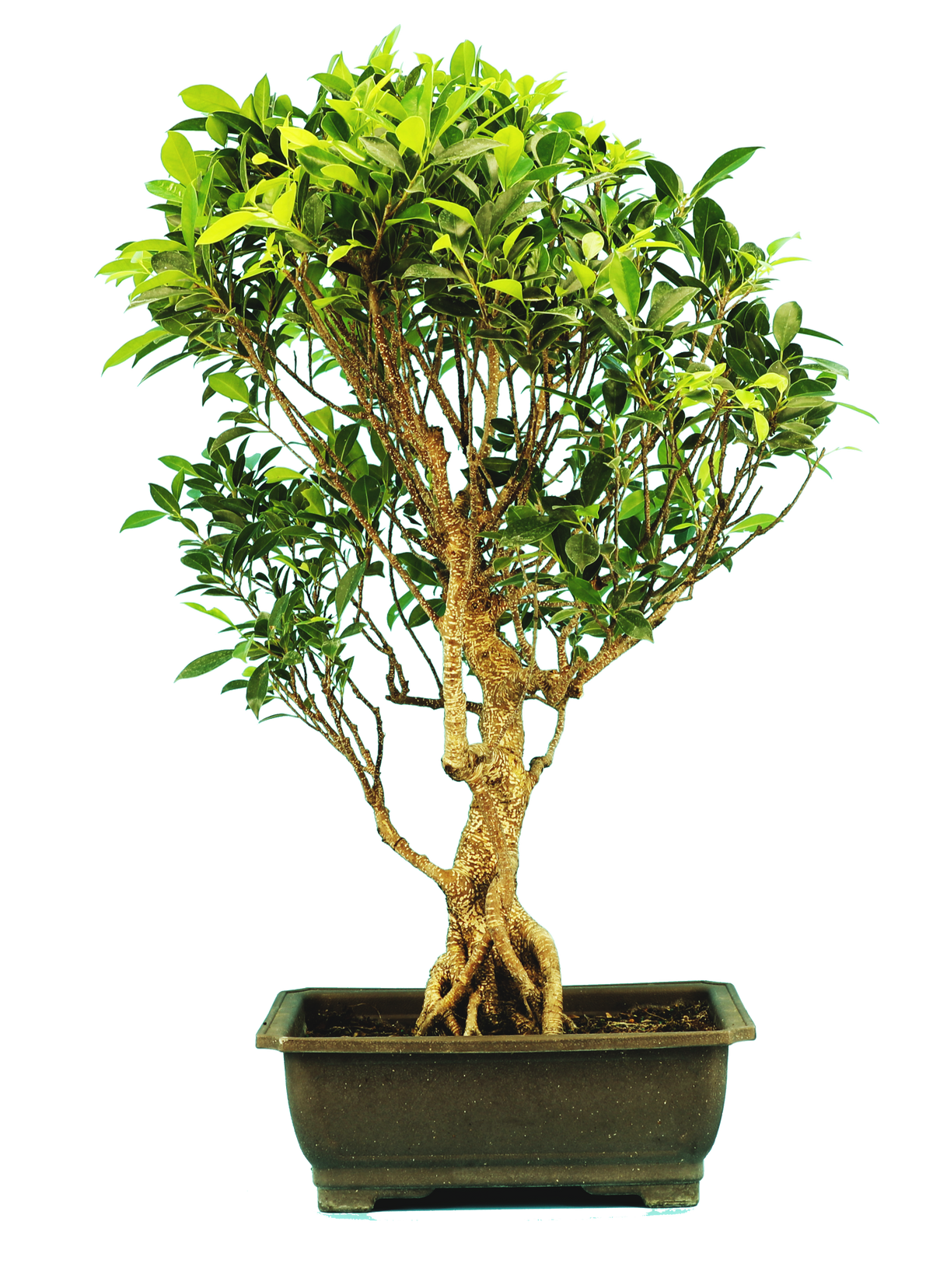 pre bonsai tree Ficus