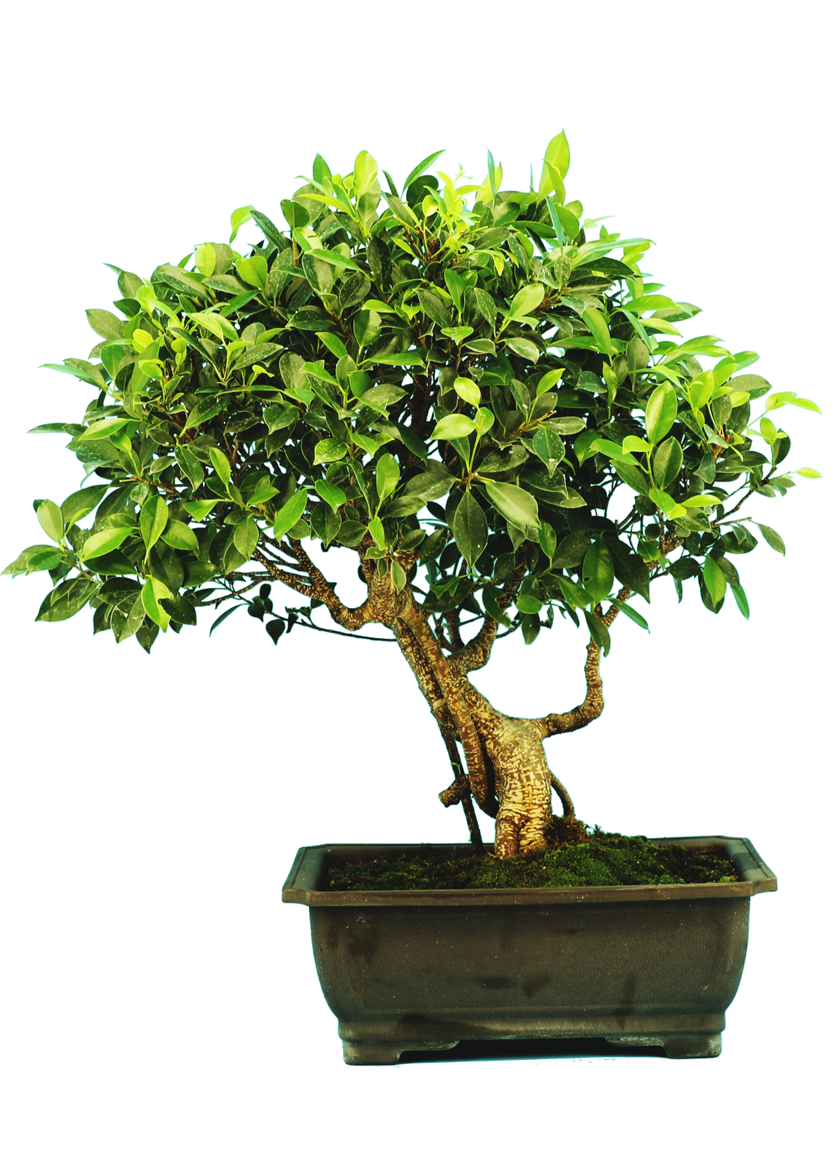 fig tree bonsai for sale Ficus