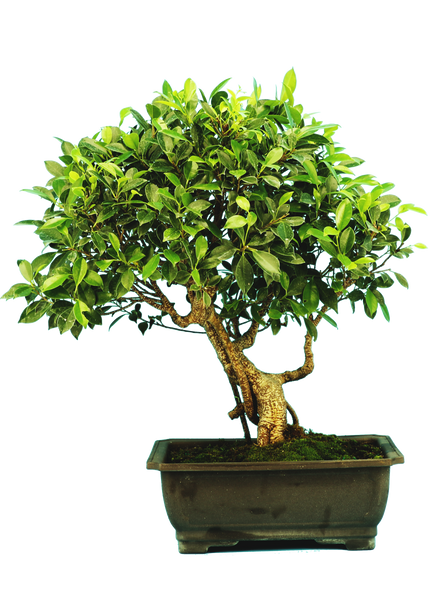 Ficus