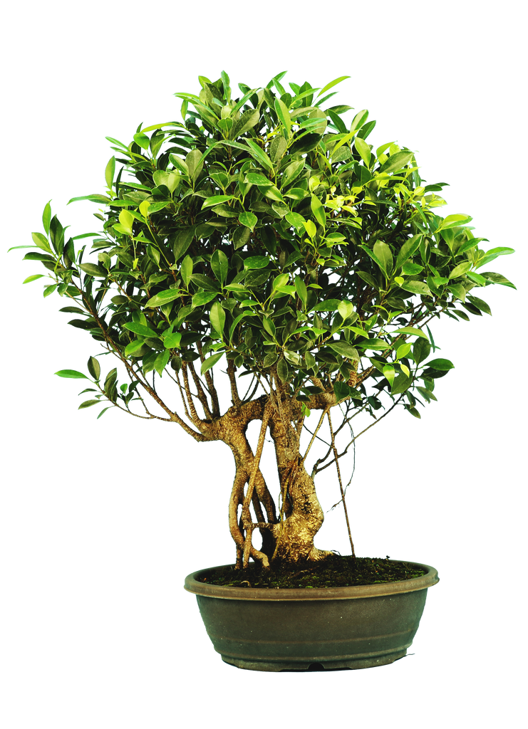 Ficus - Pre-bonsai (Specimen) #126 – Artisan's Bonsai
