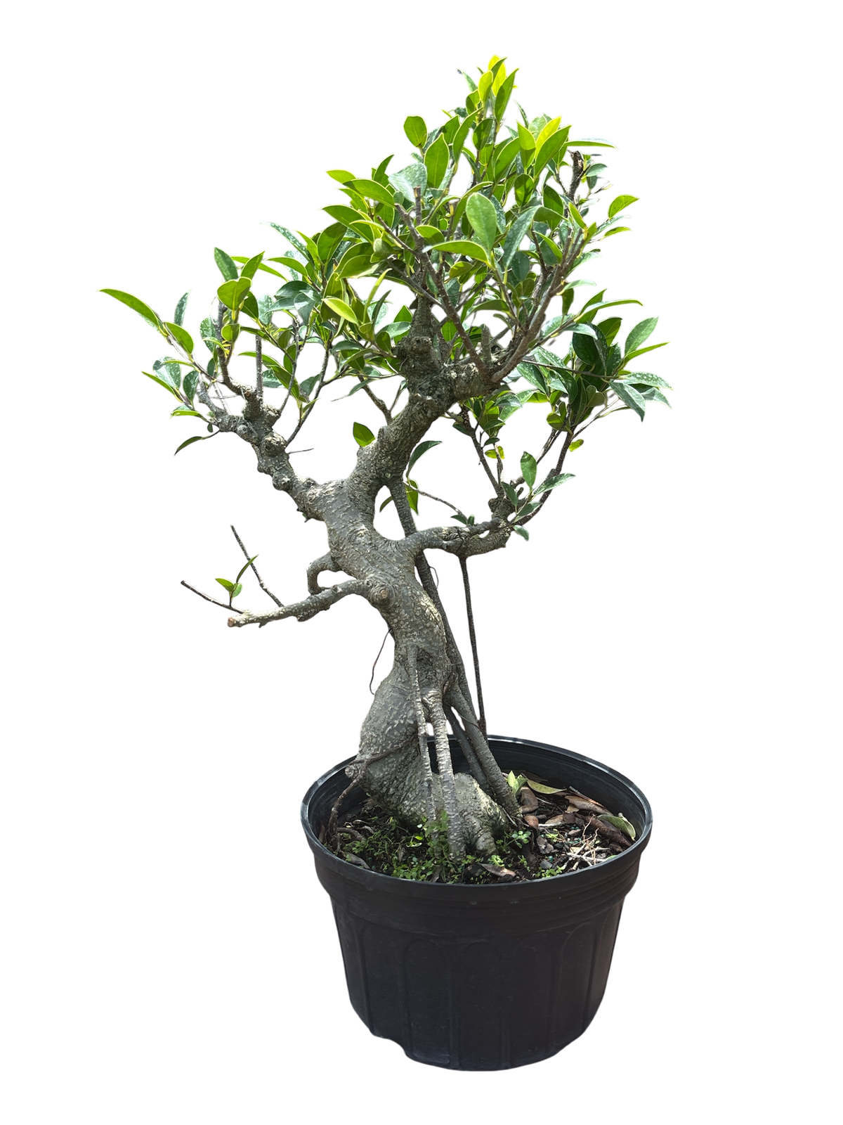 Ficus - Pre-bonsai - (15cm - 20cm - 25cm - 30cm)