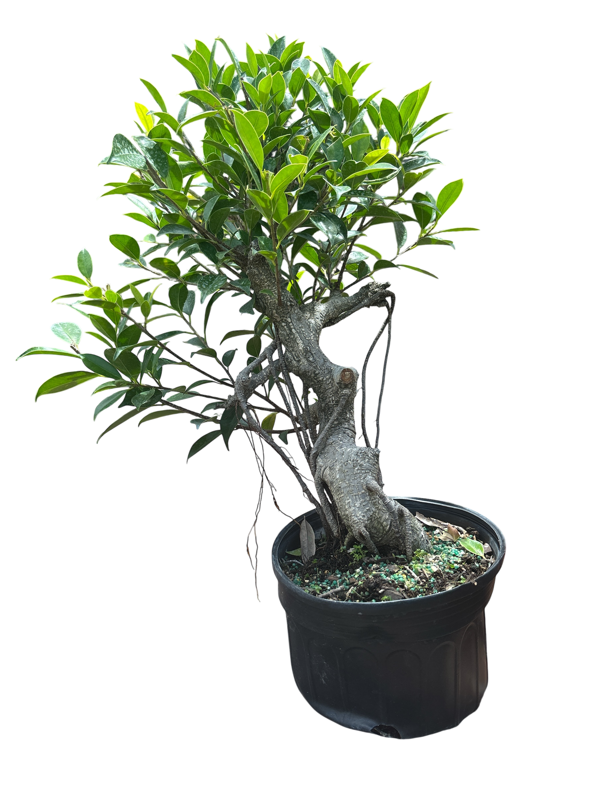 Ficus - Pre-bonsai - (15cm - 20cm - 25cm - 30cm)