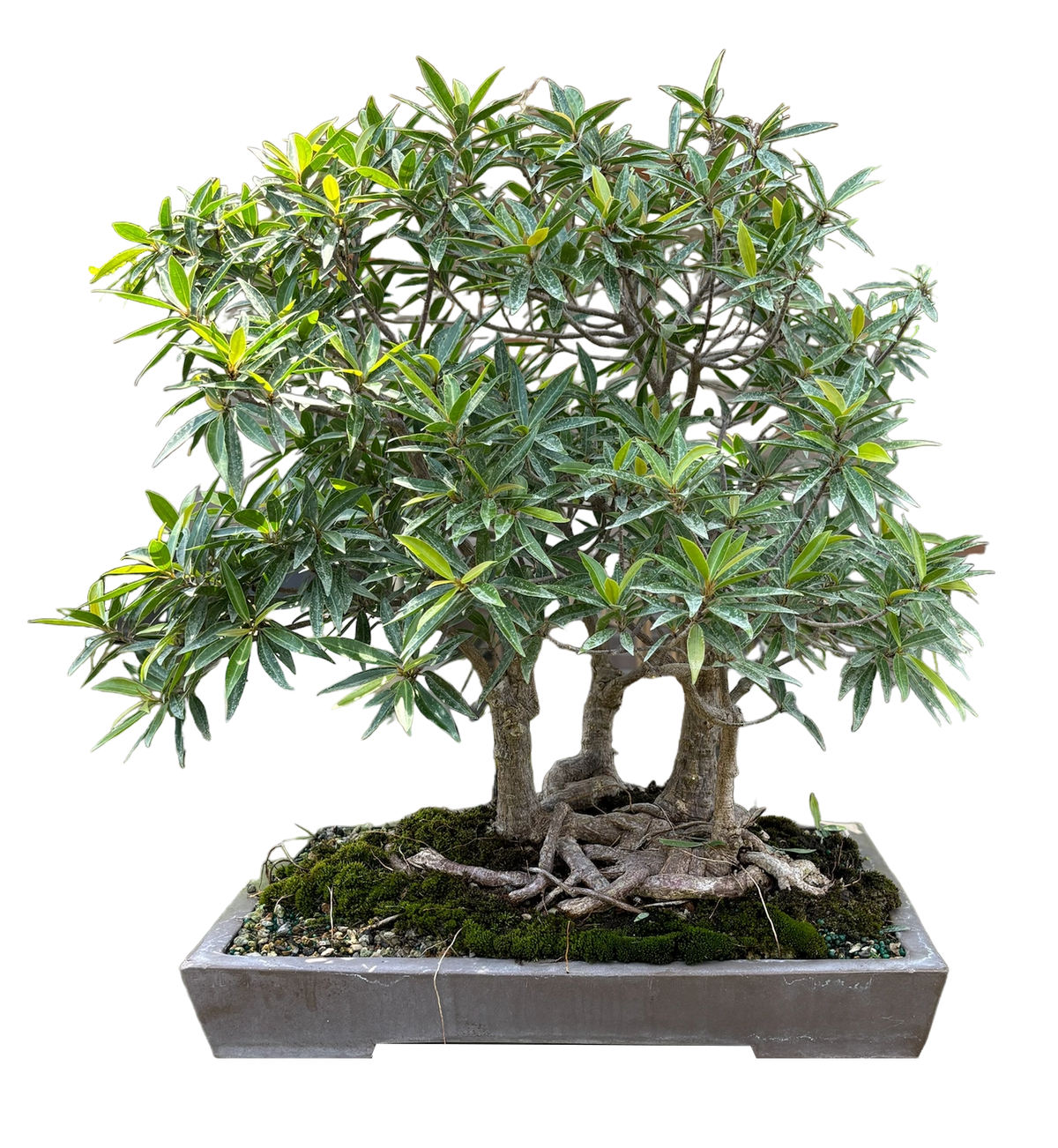 Ficus Nerifolia Forest #B1012