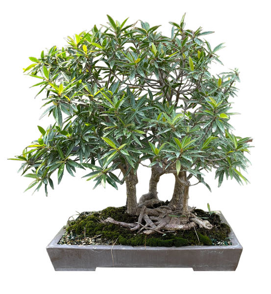 Ficus Nerifolia Forest #B1012 – Artisan's Bonsai