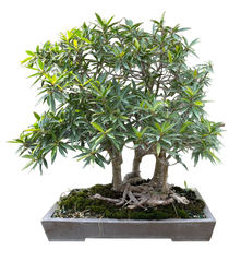 Ficus Nerifolia Forest #B1012