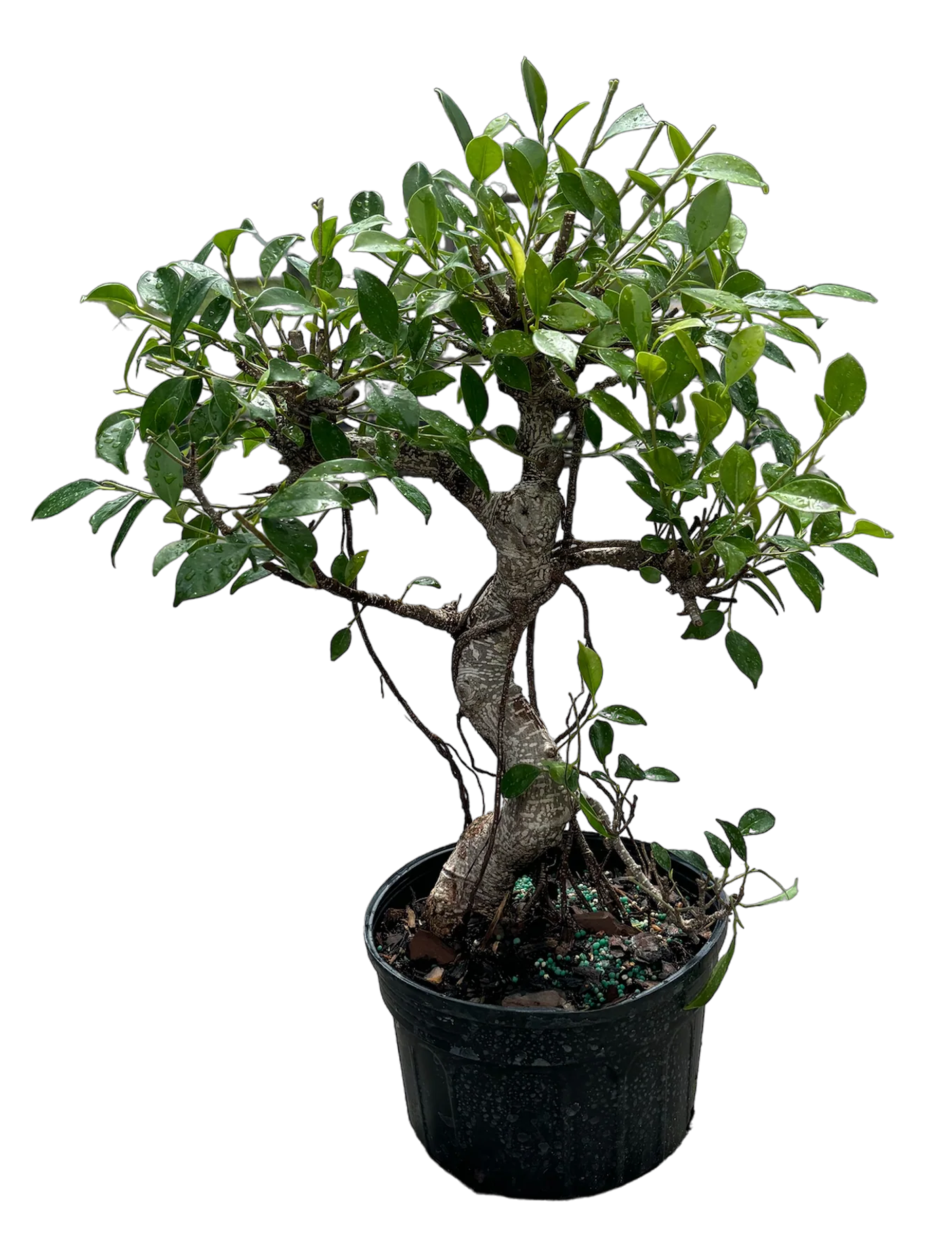pre bonsai trees Ficus - Pre-bonsai - (15cm - 20cm - 25cm