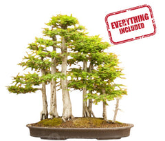 Forest Style Bonsai Workshop - February 8th & 9th