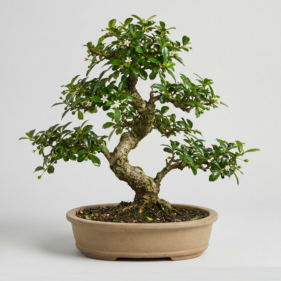 flamboyant tree bonsai Bonsai Growing Kit