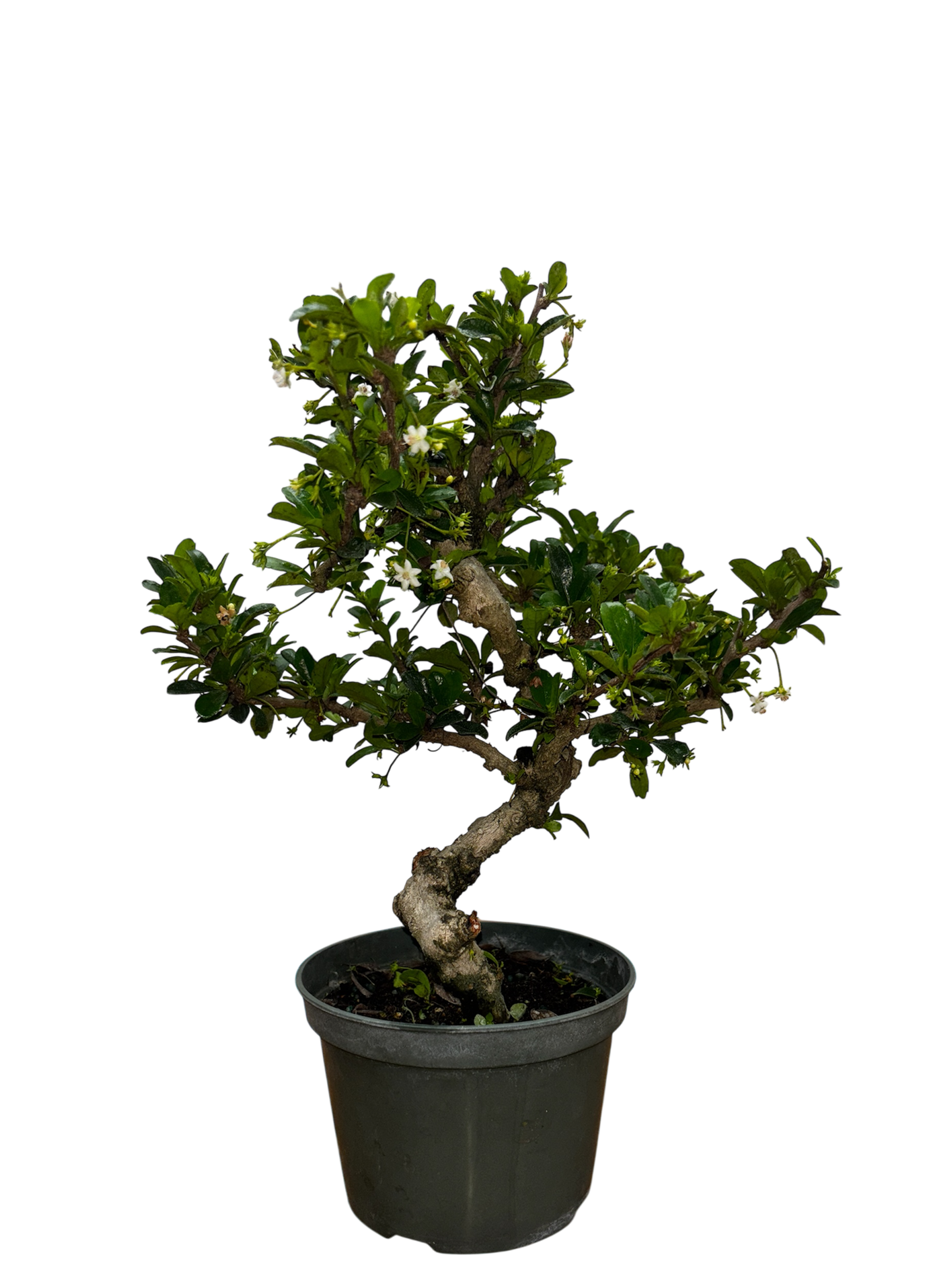bonsai flowering tea tree Fukien Tea - Pre-bonsai