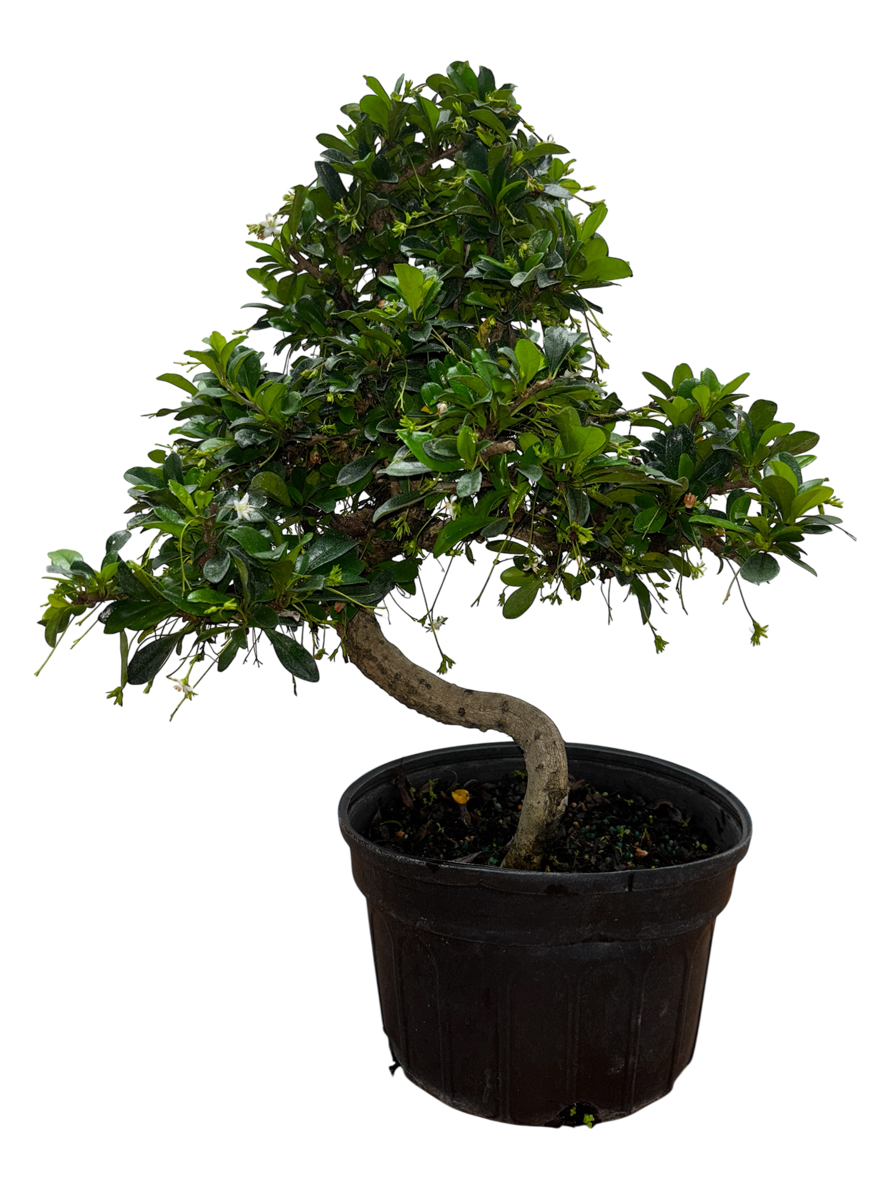 tea tree bonsai Fukien Tea