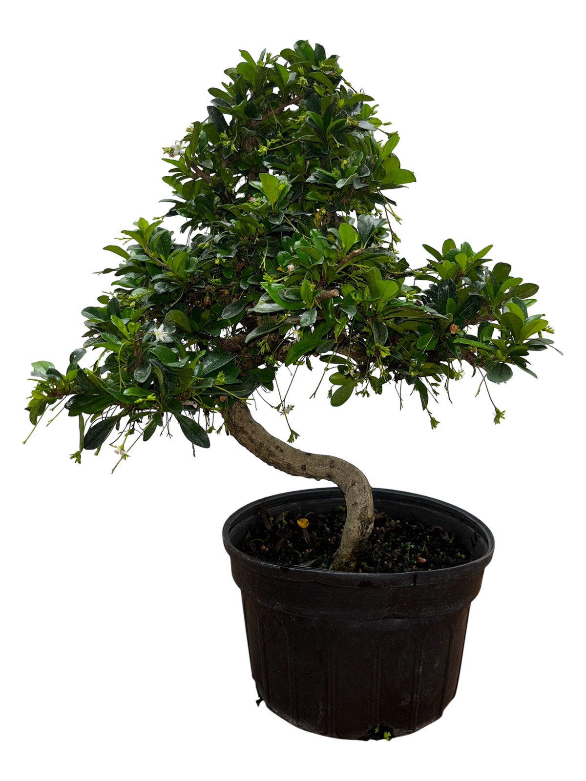 Fukien Tea  - Pre-bonsai