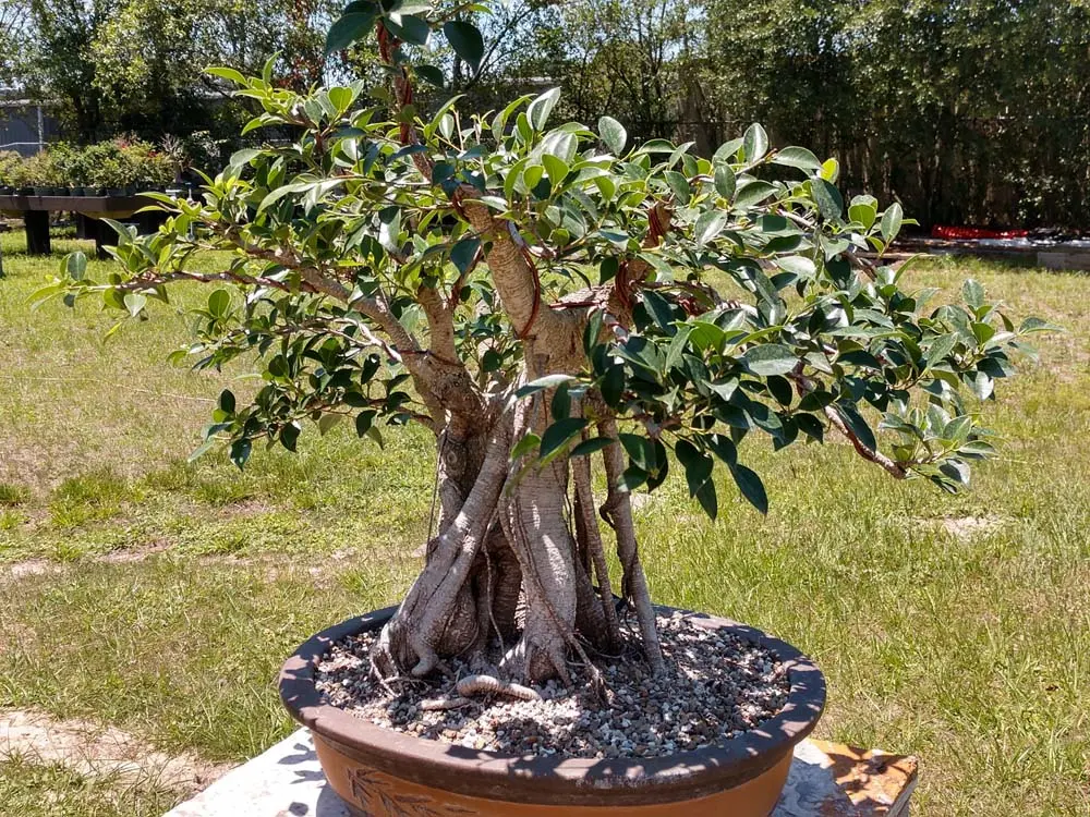 artisansbonsai