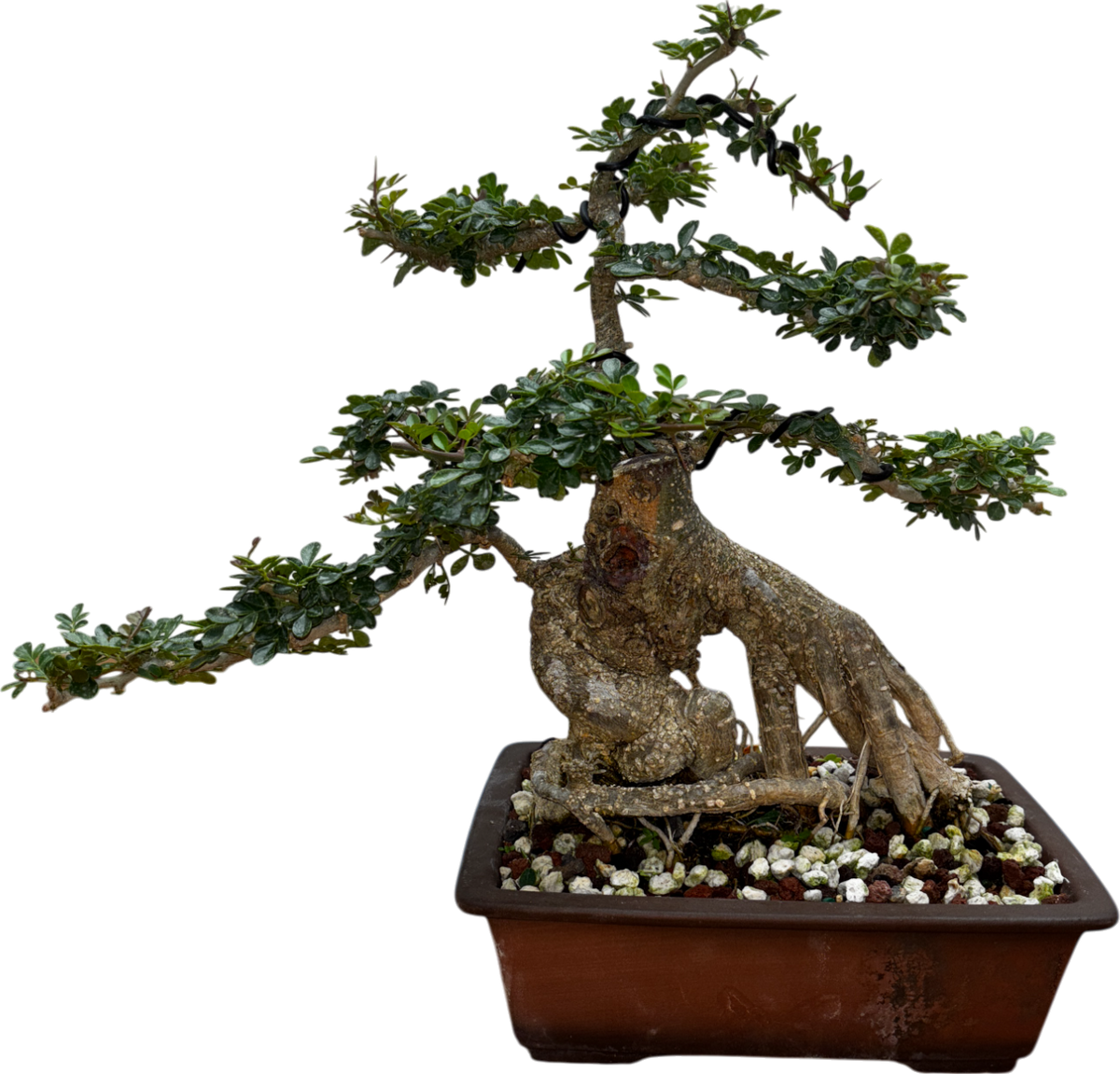 Cây Cần Thăng (Import- Vietnam)