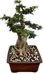 Cây Cần Thăng (Import- Vietnam)