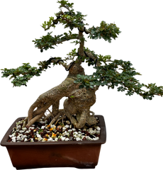 Cây Cần Thăng (Import- Vietnam)