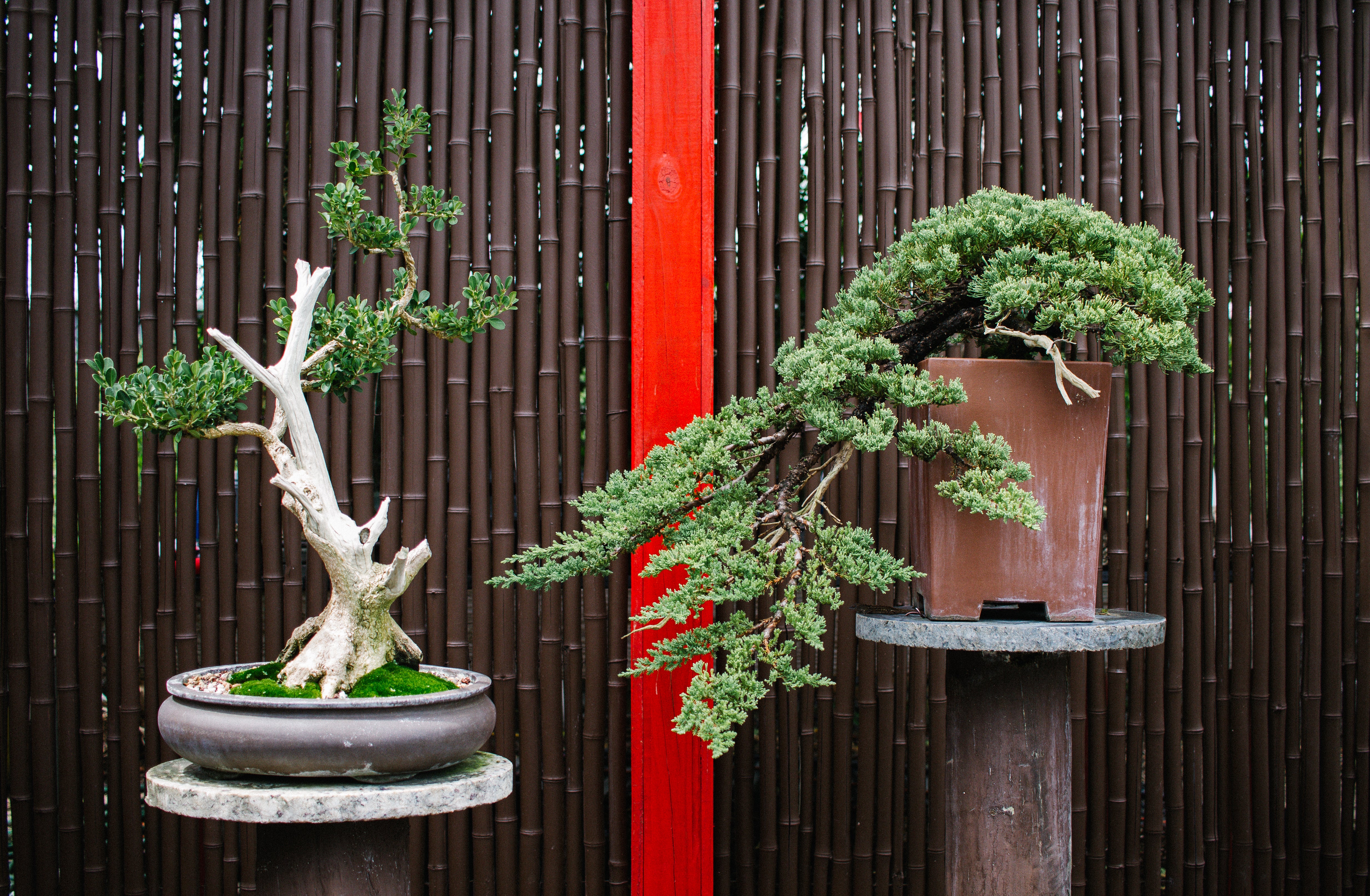 artisansbonsai
