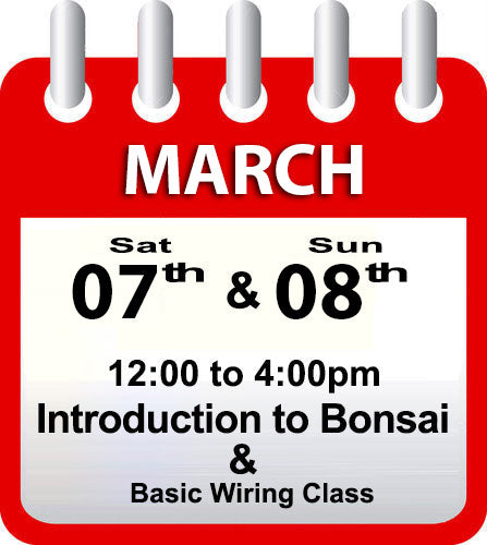 Introduction to Bonsai - March 7th & 8th 2026