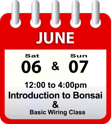 Introduction to Bonsai - June 06th & 07th 2026